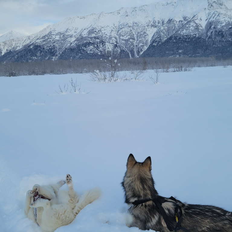 Snowbound Adventure