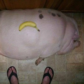 Pig banana 