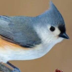 Titmouse