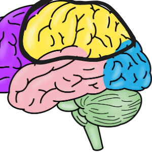 Parietal Lobe Song