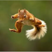 The Flying Squirrel Troopers