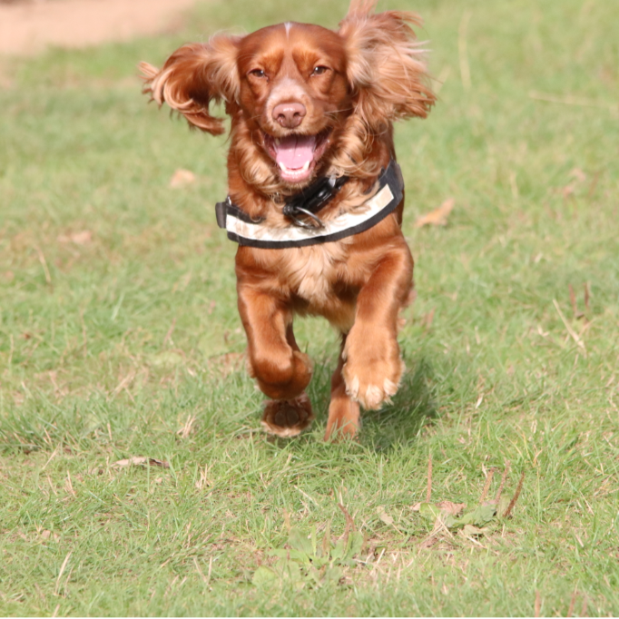 Coco The Rebel Dog