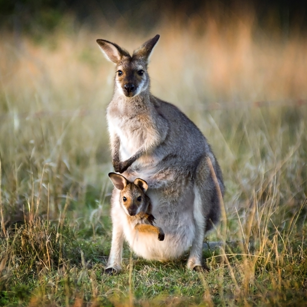 Skippy the Bush Kangaroo