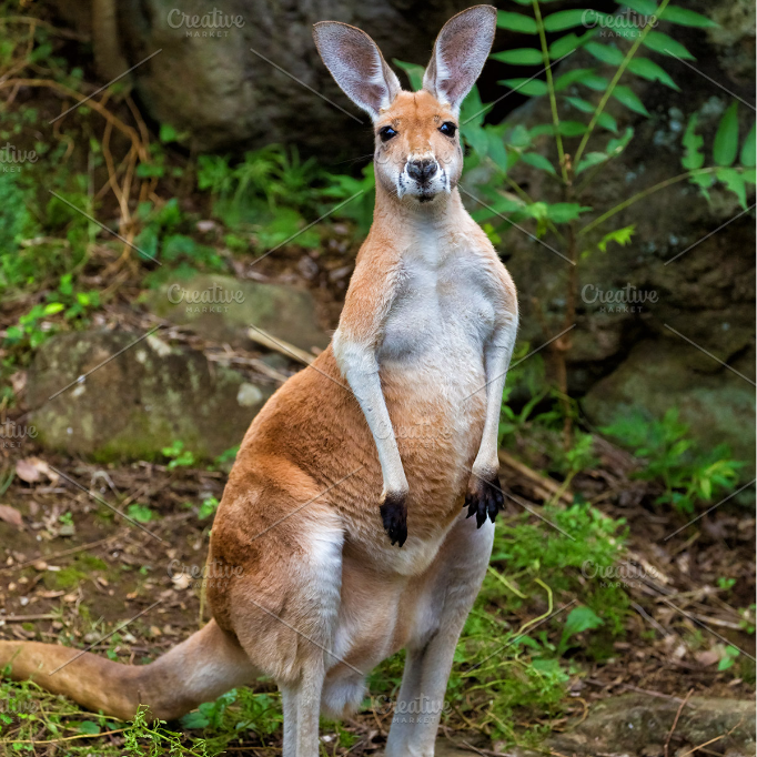 Skippy the Bush Kangaroo