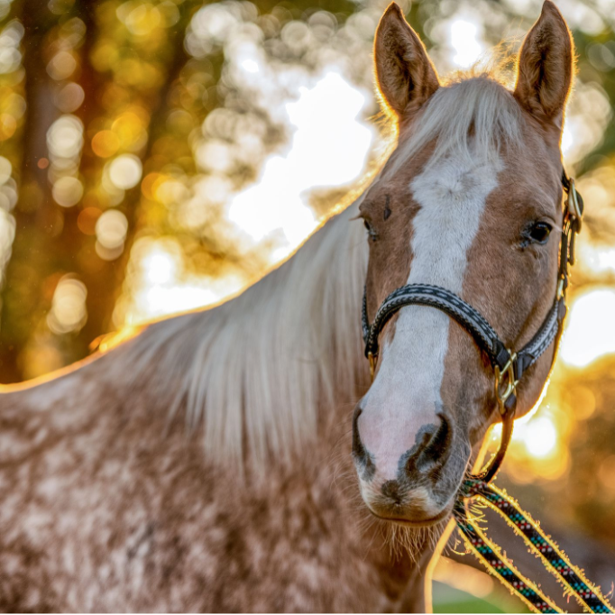 Galloping Dreams