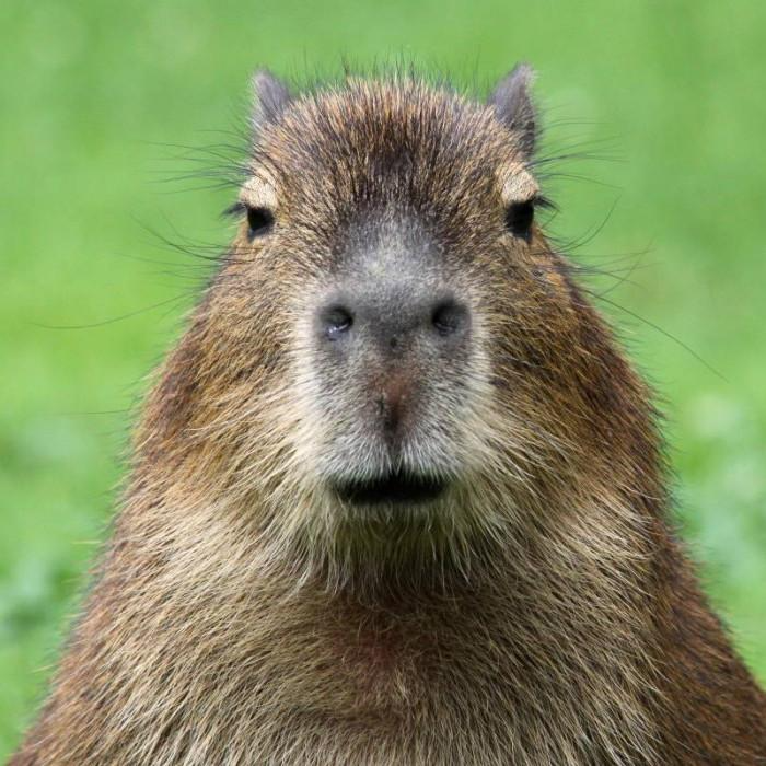 CAPIBARA