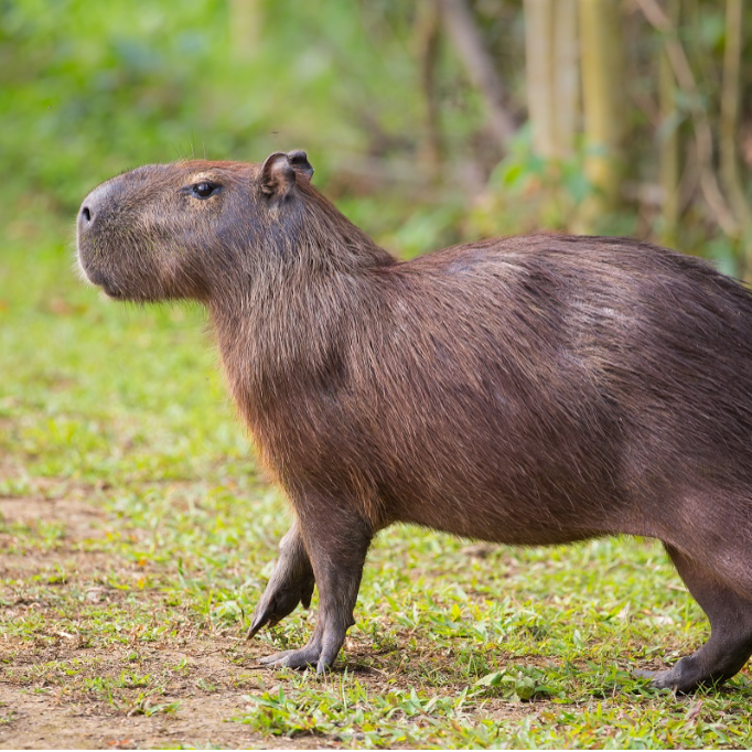 CAPIBARA