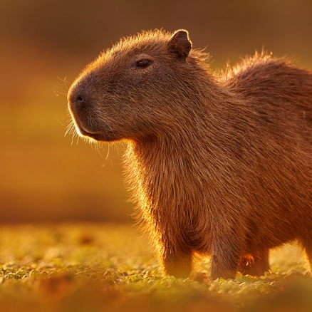 Capibaras Relajados