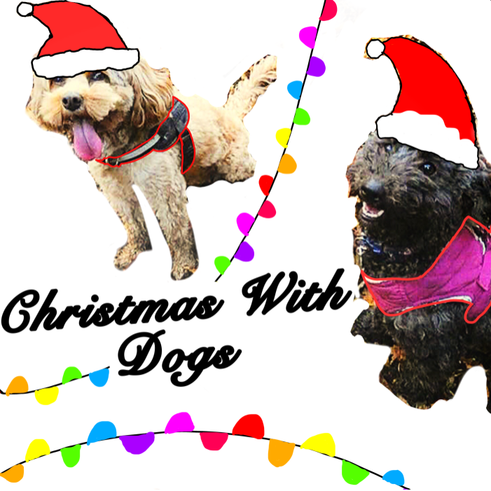 Christmas with dogs 