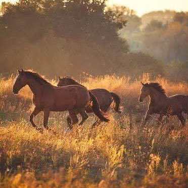 Country Must be Country Winde