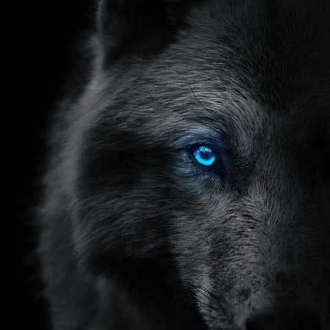 The Wolf