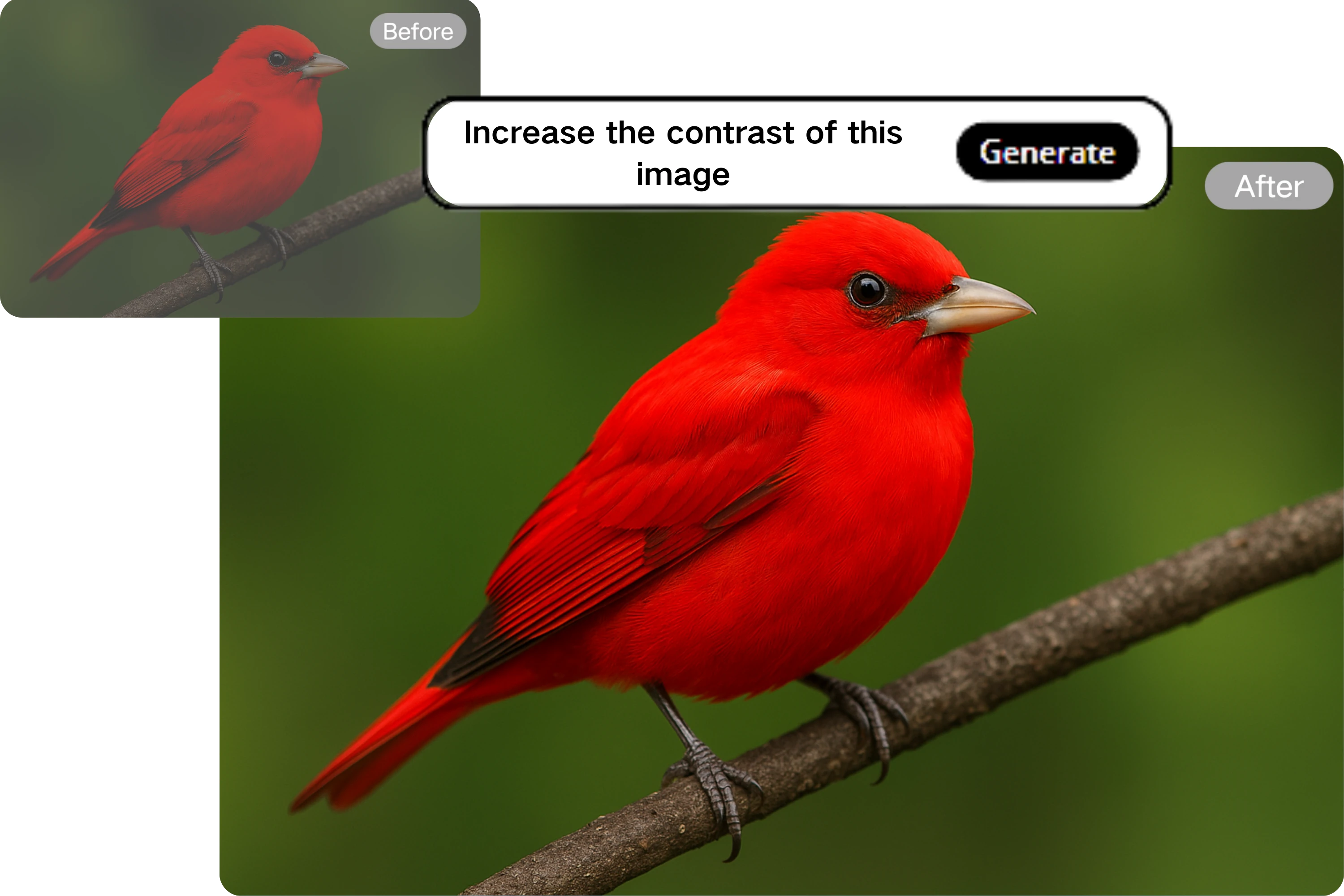 Tailor Contrast for Diverse Images