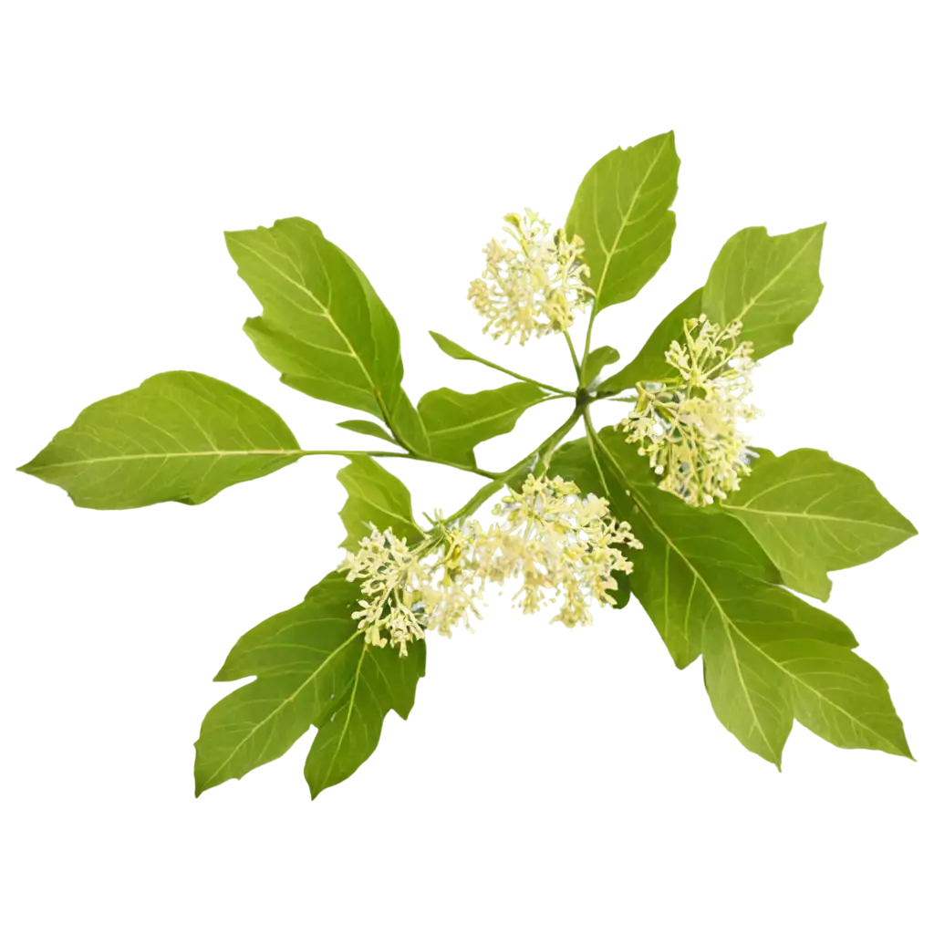 linden flowers