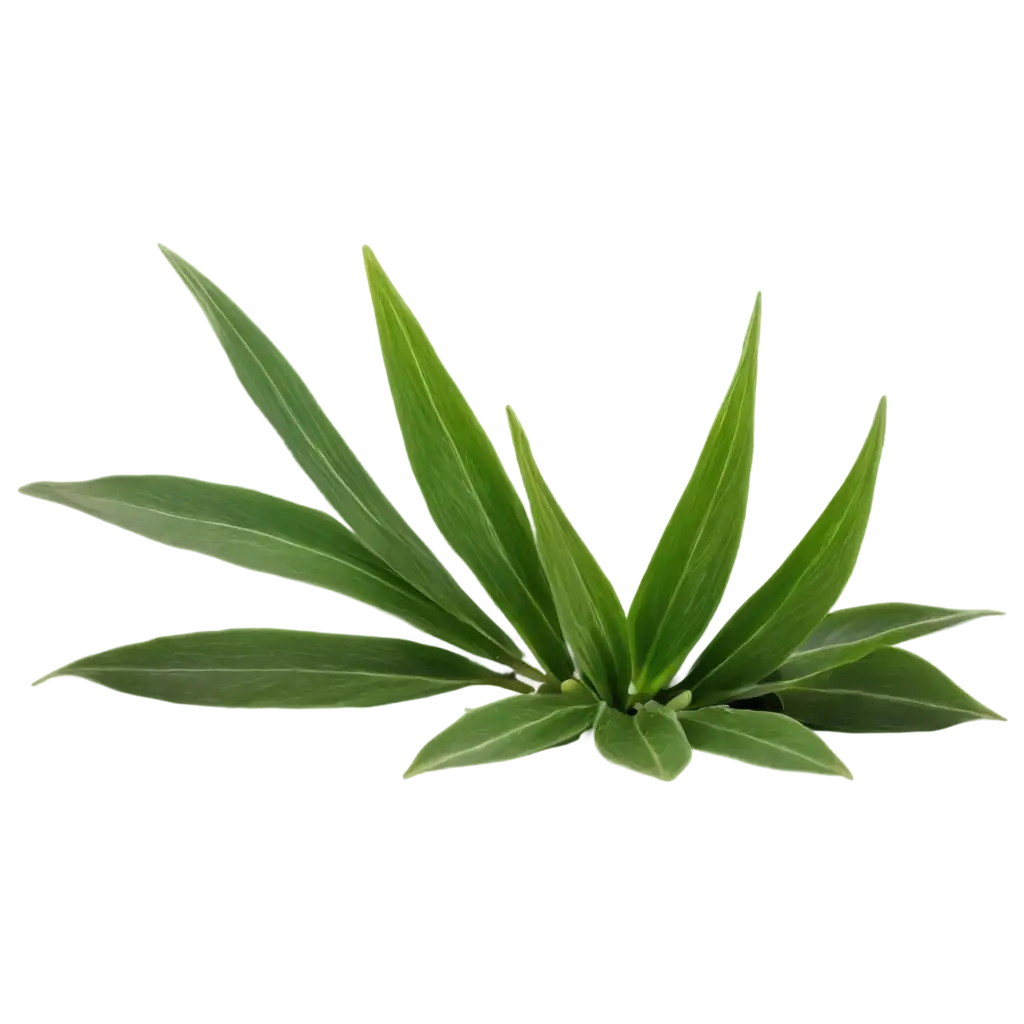 Bay-Plant-PNG-Image-High-Quality-Transparent-Background-for-Versatile-Use