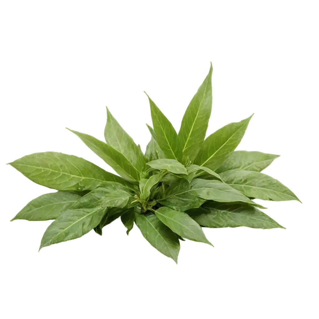 HighQuality-PNG-of-Medicinal-Plants-for-Versatile-Usage-and-Optimal-Clarity