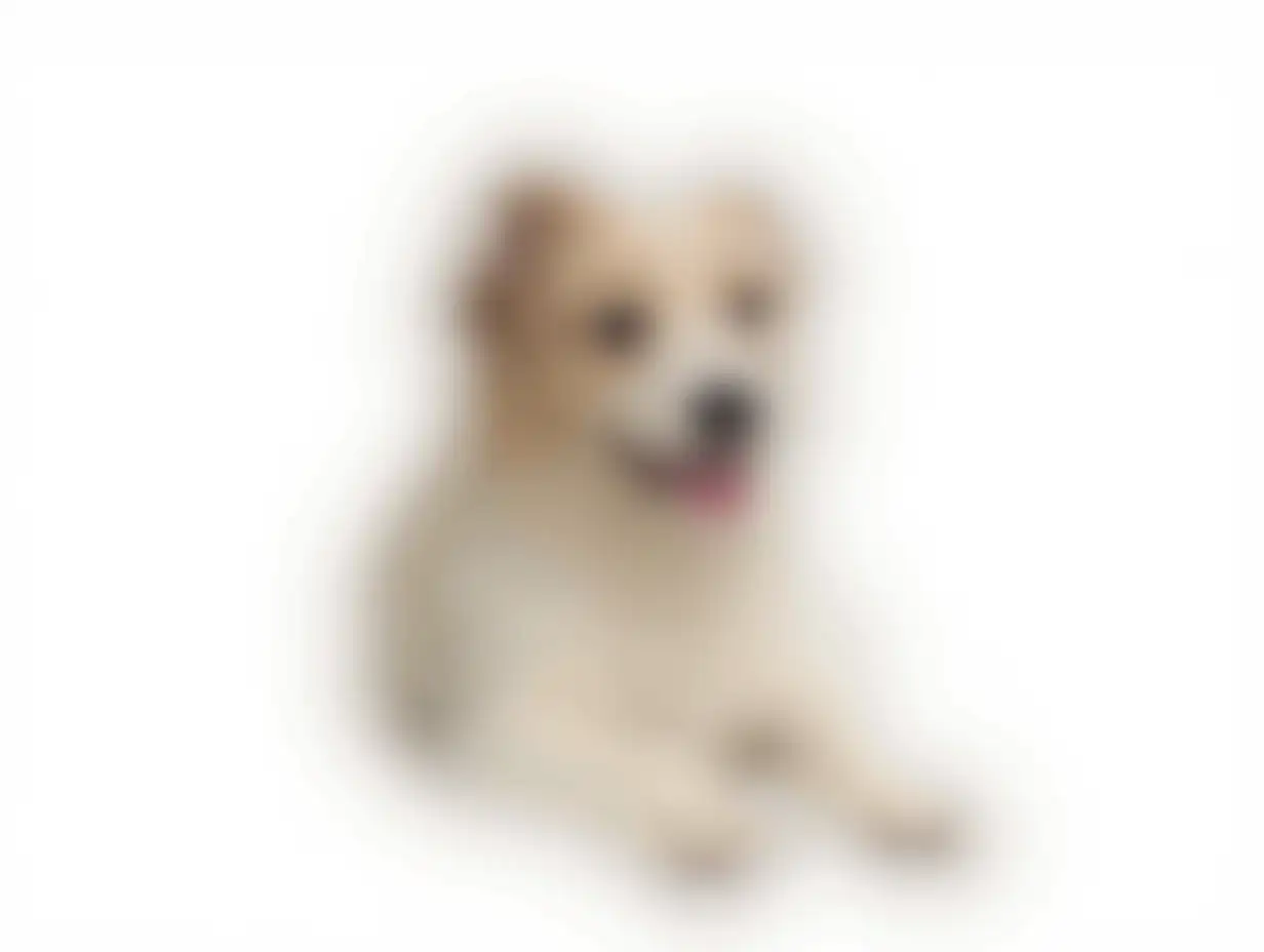 Isolated a dog on white background