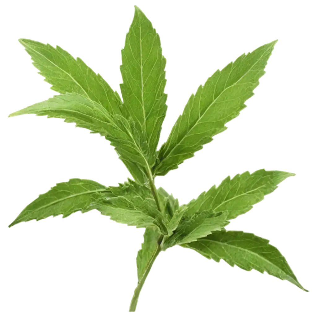 HighQuality-PNG-Image-of-Dried-Stevia-Leaves-Enhancing-Natural-Ingredient-Visuals