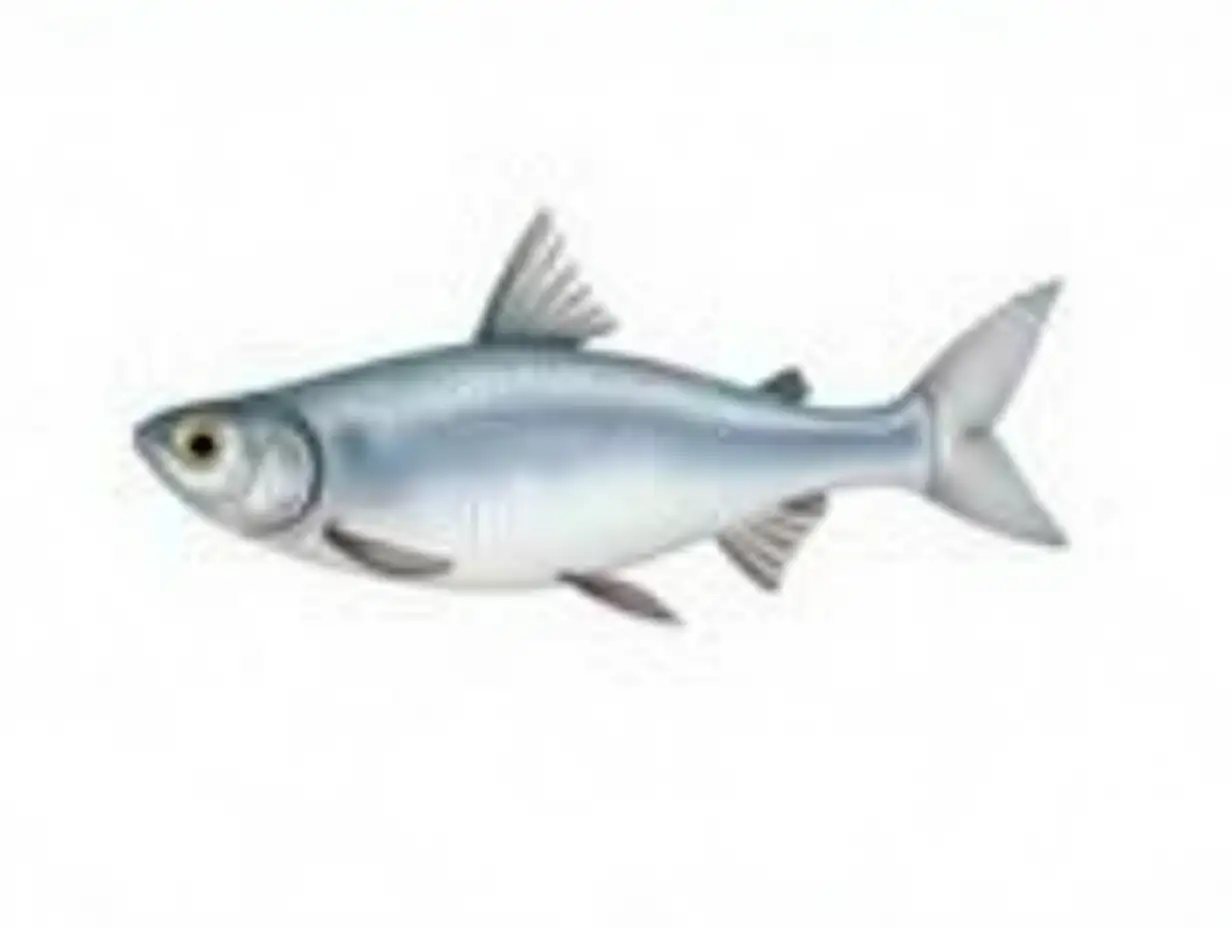 Watercolor-Illustration-of-a-Silver-Carp-Isolated-on-White-Background