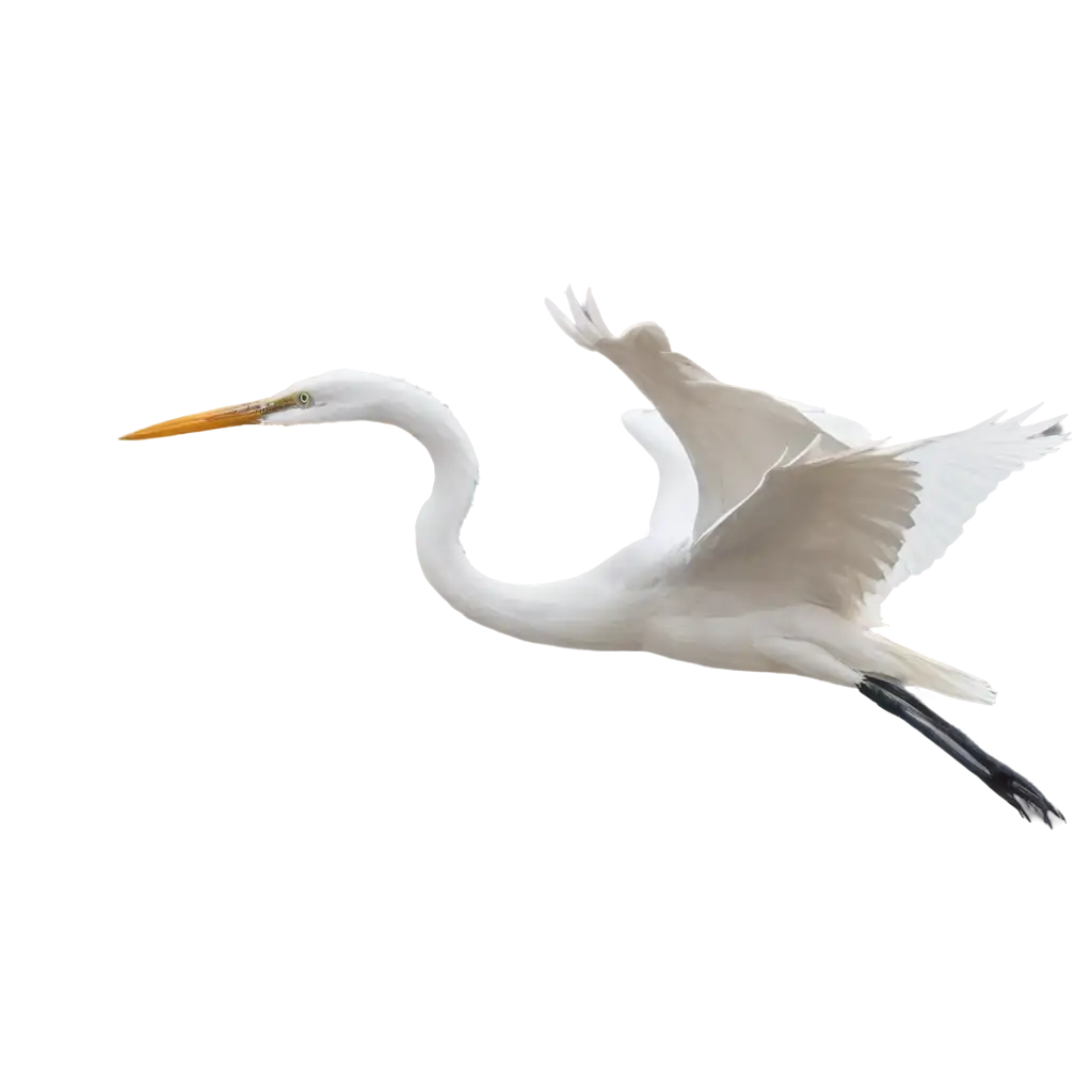 Exquisite-Egret-PNG-Image-Capturing-Elegance-and-Detail