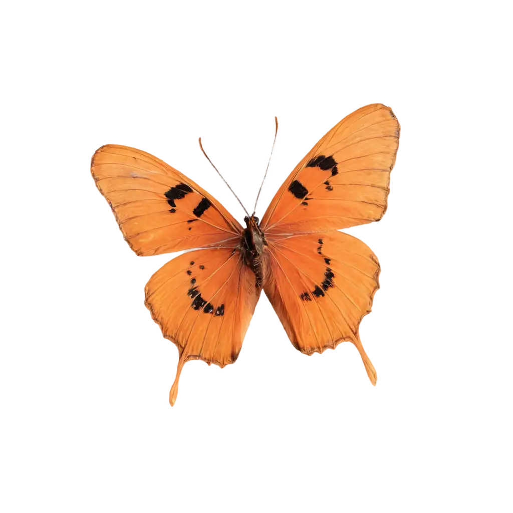 Orange-Butterfly-PNG-Image-HighQuality-Transparent-Design-for-Creative-Projects