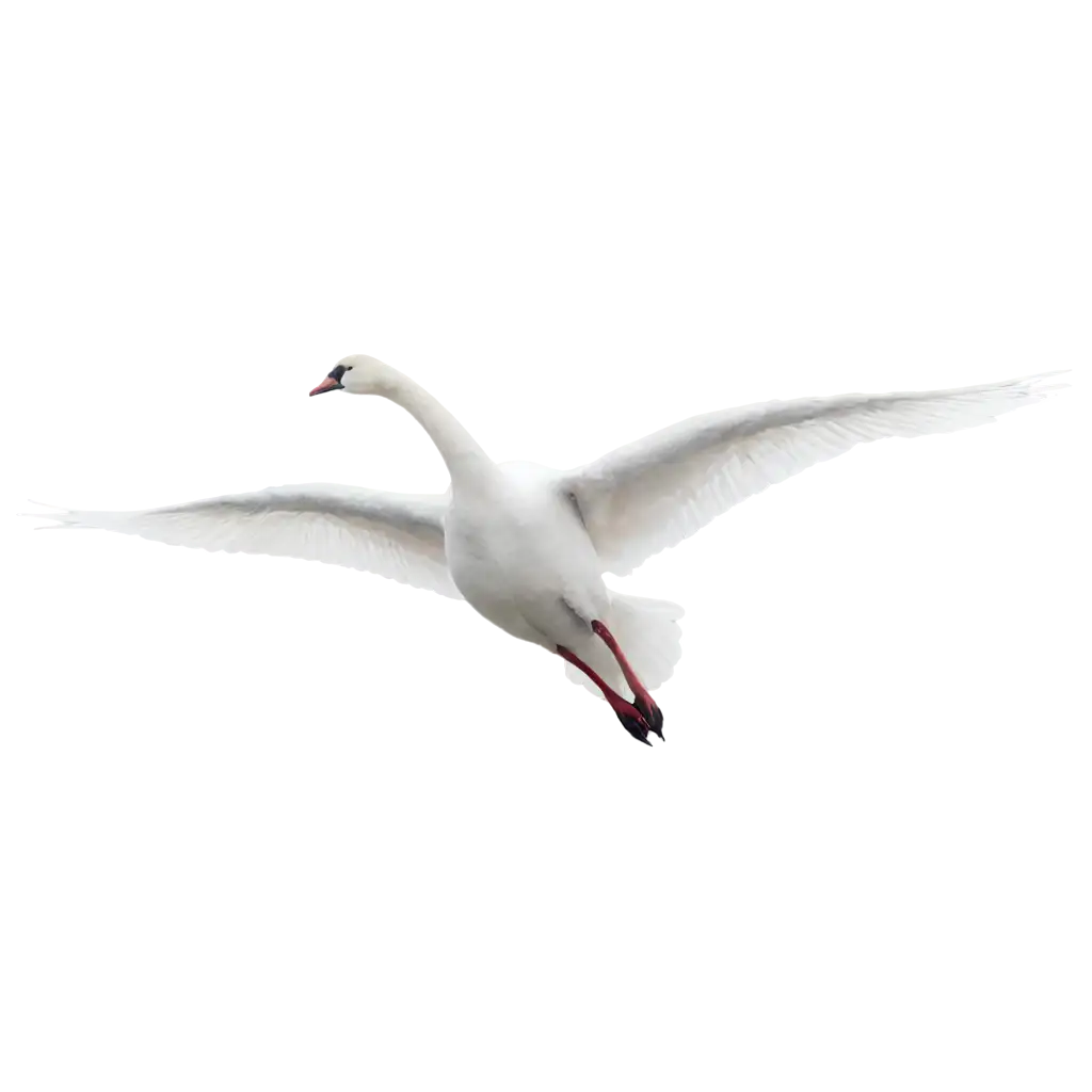 Flying-Swan-PNG-Image-HighQuality-Transparent-Artwork-for-Versatile-Use