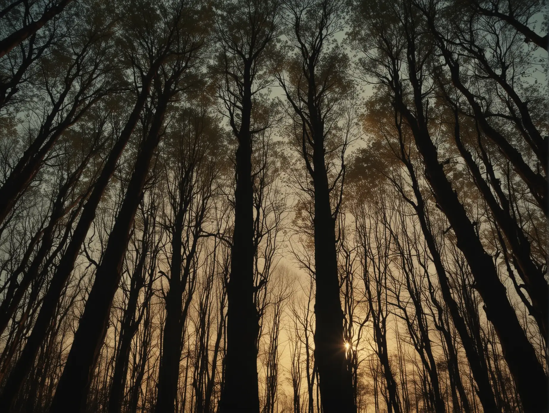 Majestic-Trees-in-Twilight-Cinematic-Realism-and-Found-Footage-Ambiance