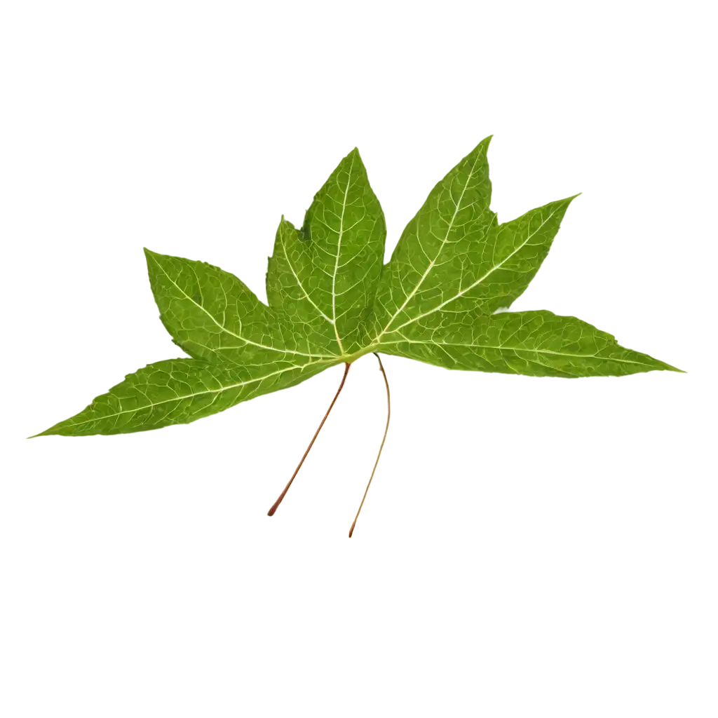 Leaf-PNG-Image-for-Transparent-Backgrounds-and-Versatile-Digital-Designs