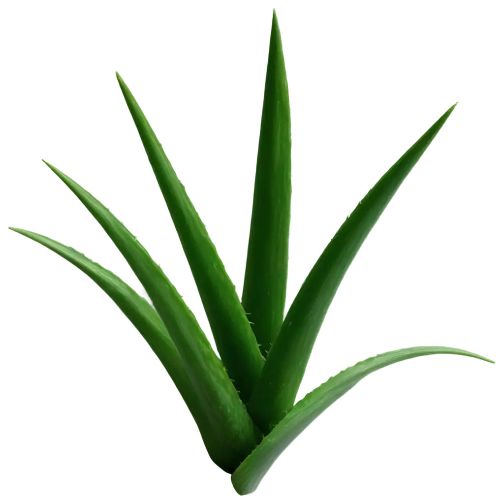 Aloe-PNG-Image-HighQuality-Transparent-Artwork-for-Versatile-Applications