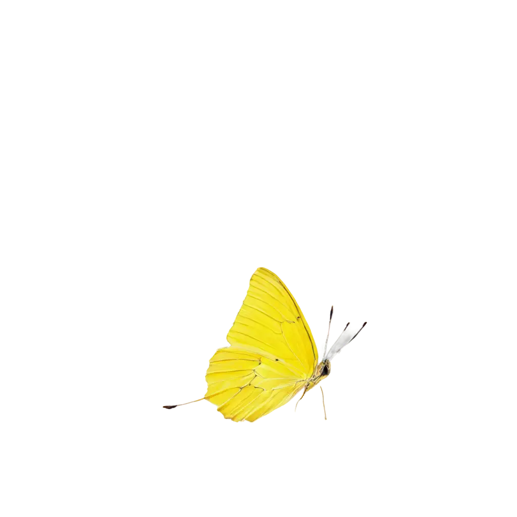 Vivid-Yellow-Butterfly-PNG-Image-Capturing-Natures-Beauty-in-High-Quality