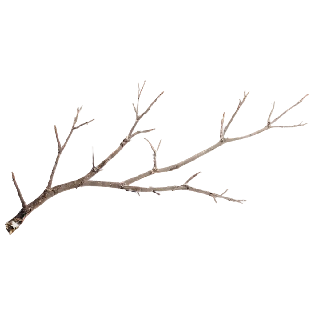 Bare-Branch-PNG-Image-for-Versatile-Applications-HighQuality-and-Transparent-Background