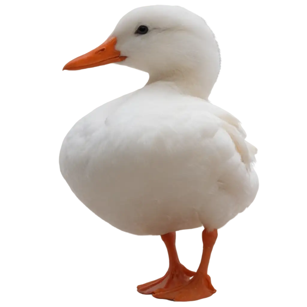 White-Duck-with-Orange-Peak-PNG-Image-Capturing-Natures-Elegance-in-High-Quality