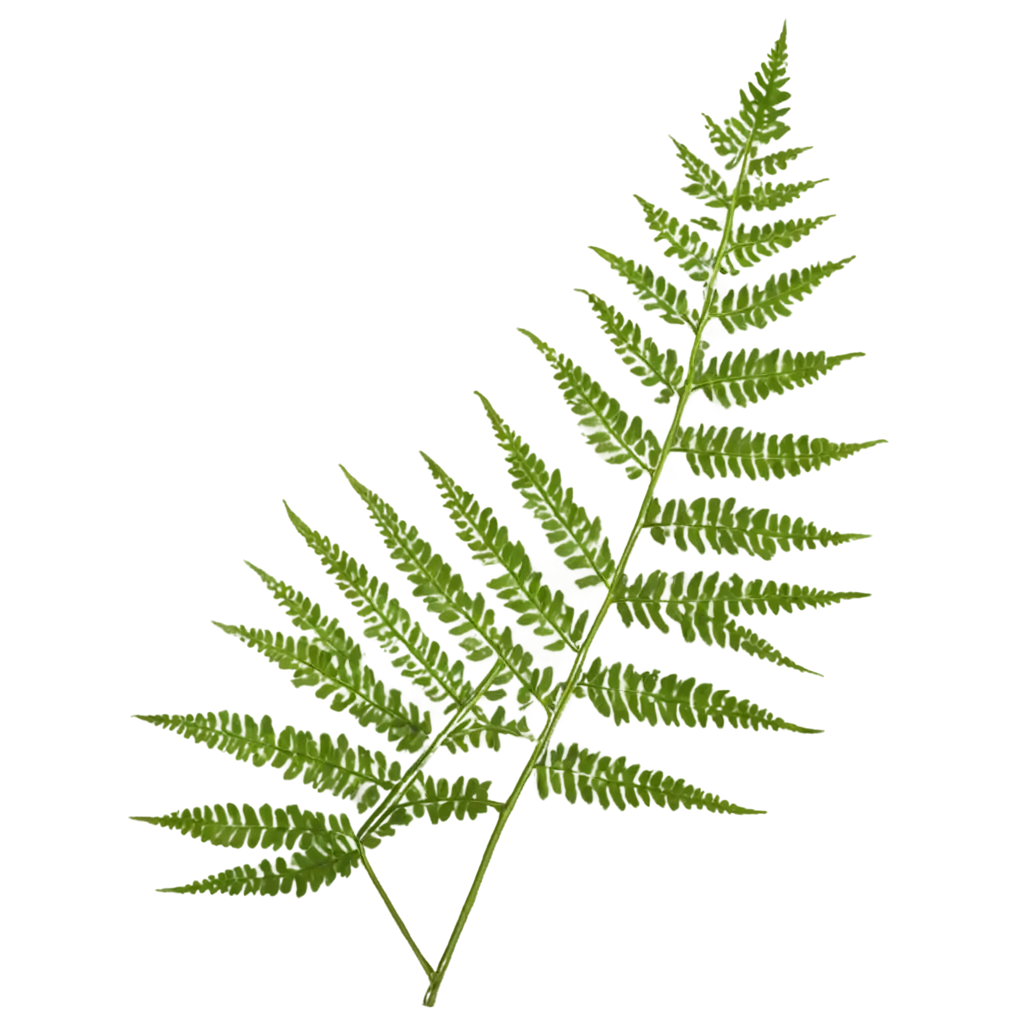 Stunning-Fern-PNG-Image-Enhance-Your-Projects-with-HighQuality-Clarity