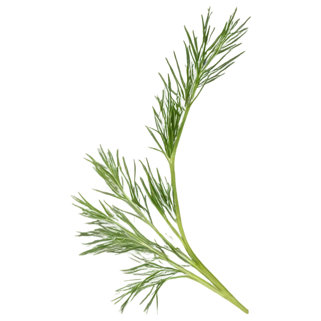 Dill-Leaves-PNG-Image-for-HighQuality-Design-and-Culinary-Projects