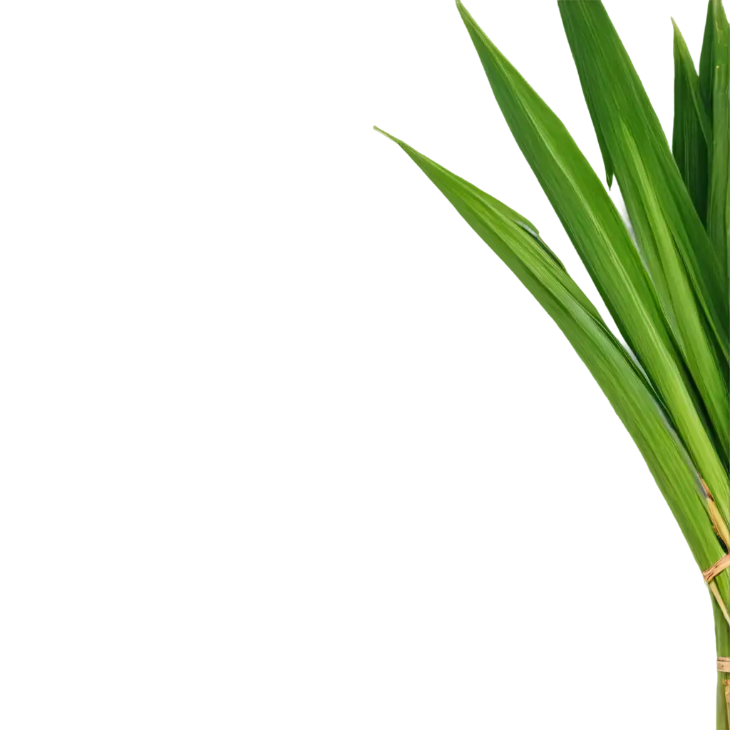 HighQuality-Sugarcane-Leaves-PNG-for-Versatile-Design-and-Presentation