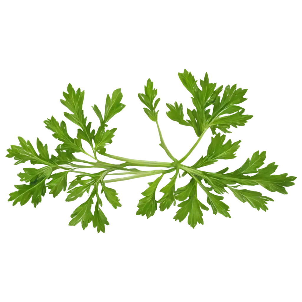 HighQuality-Parsley-PNG-Image-for-Versatile-Applications