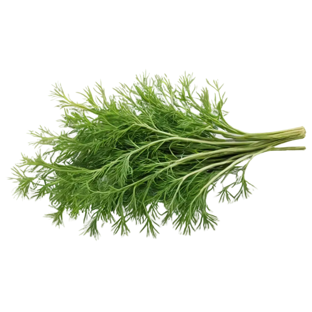 HighQuality-Dill-PNG-Image-for-Culinary-Design-and-Digital-Projects