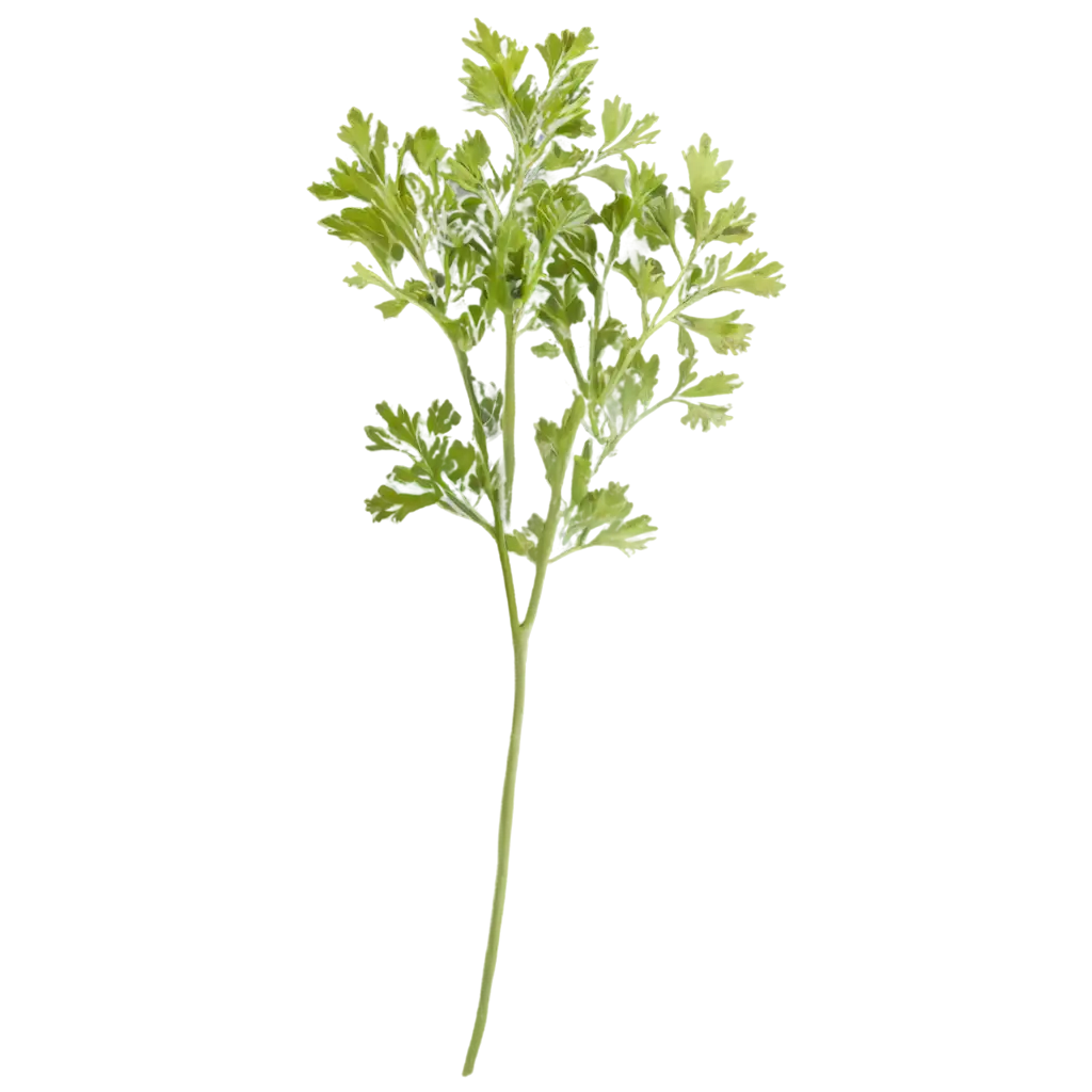 HighQuality-Parsley-Branches-PNG-for-Diverse-Applications