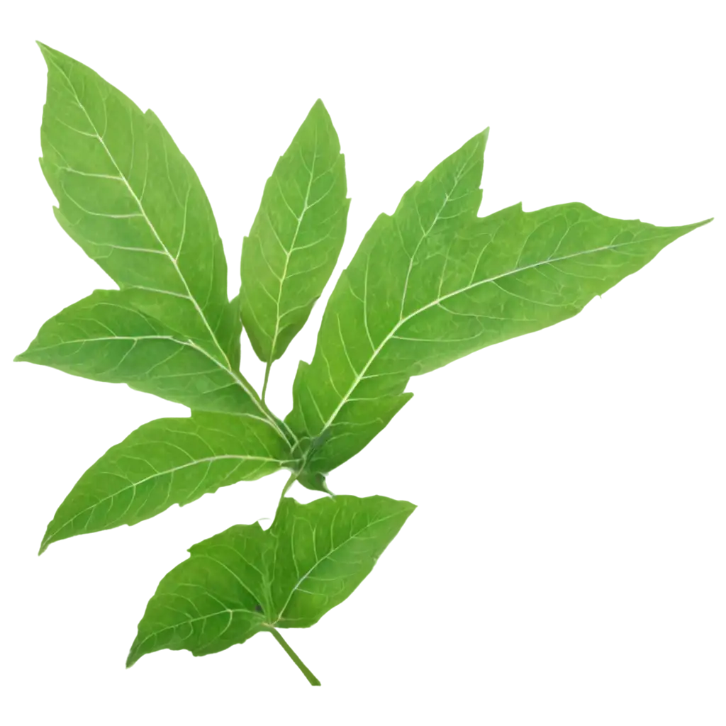 HighQuality-Green-Leaf-PNG-Image-for-Nature-and-Design-Projects