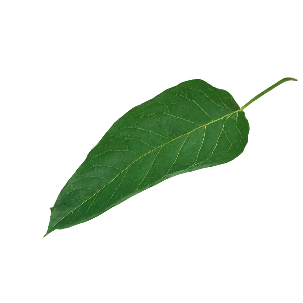 Daun-Jeruk-PNG-Image-HighQuality-Citrus-Leaf-Design-for-Various-Uses