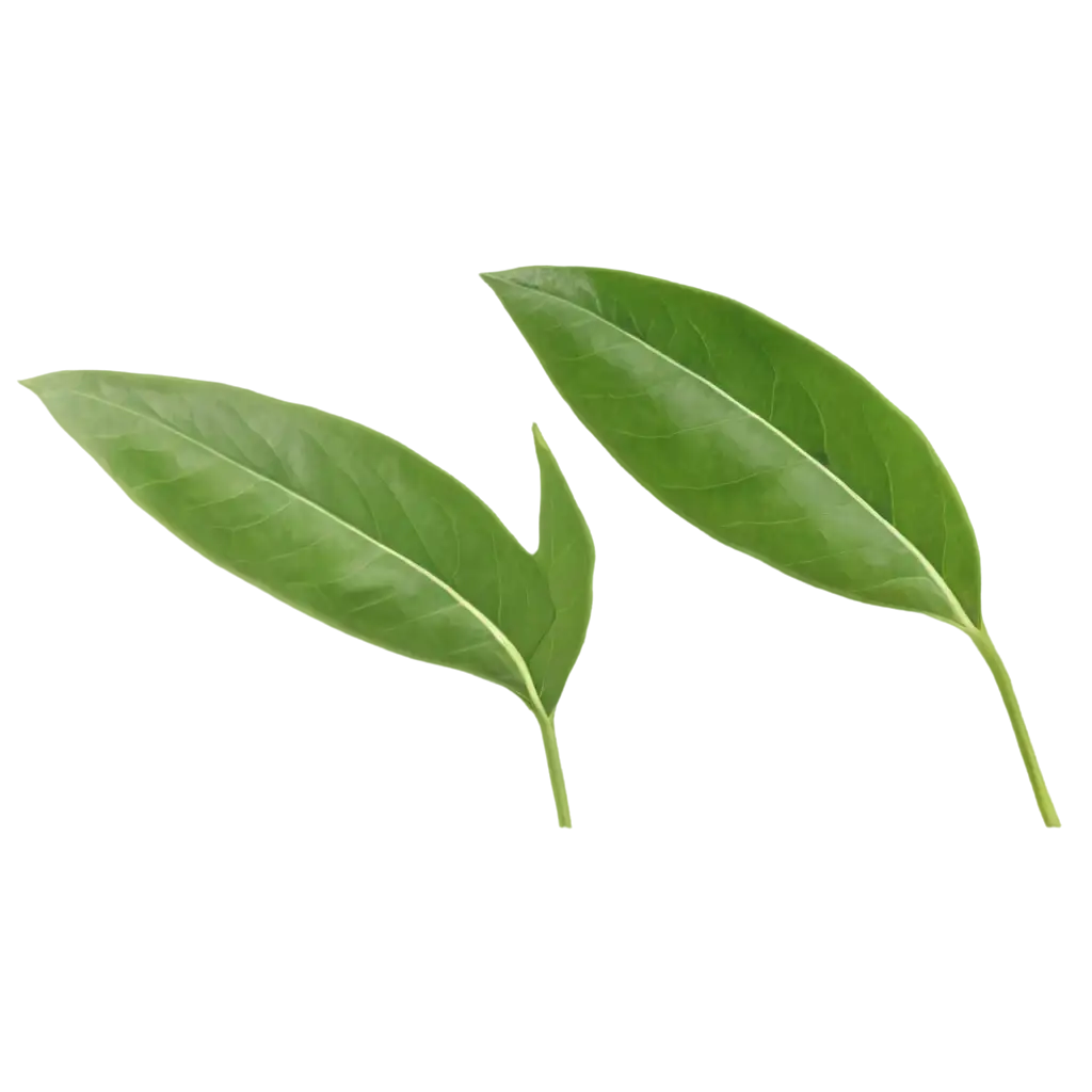 Two-Green-Tea-Leaf-PNG-Image-Fresh-and-Vibrant-Botanical-Illustration