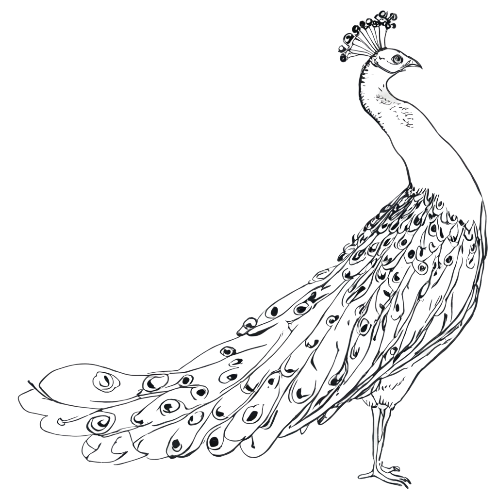 Peacock-Line-Art-PNG-Exquisite-Black-and-White-Design-for-Versatile-Use