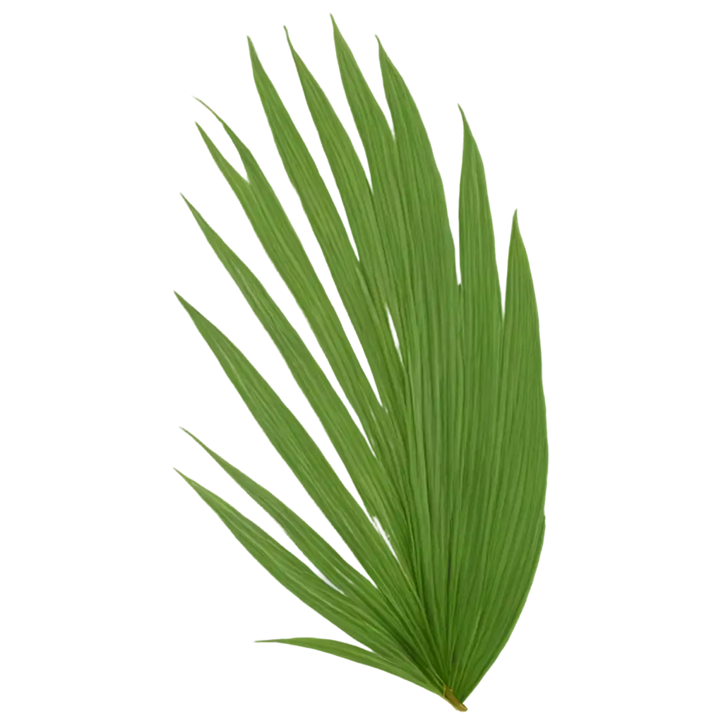 HighQuality-Coconut-Leaves-PNG-Image-for-Diverse-Creative-Applications