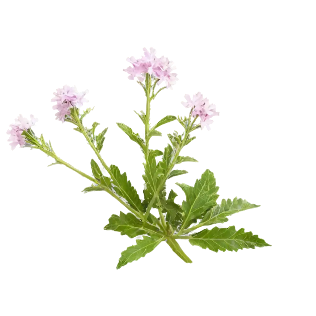 Verbena-PNG-Image-HighQuality-Floral-Art-for-Multiple-Applications