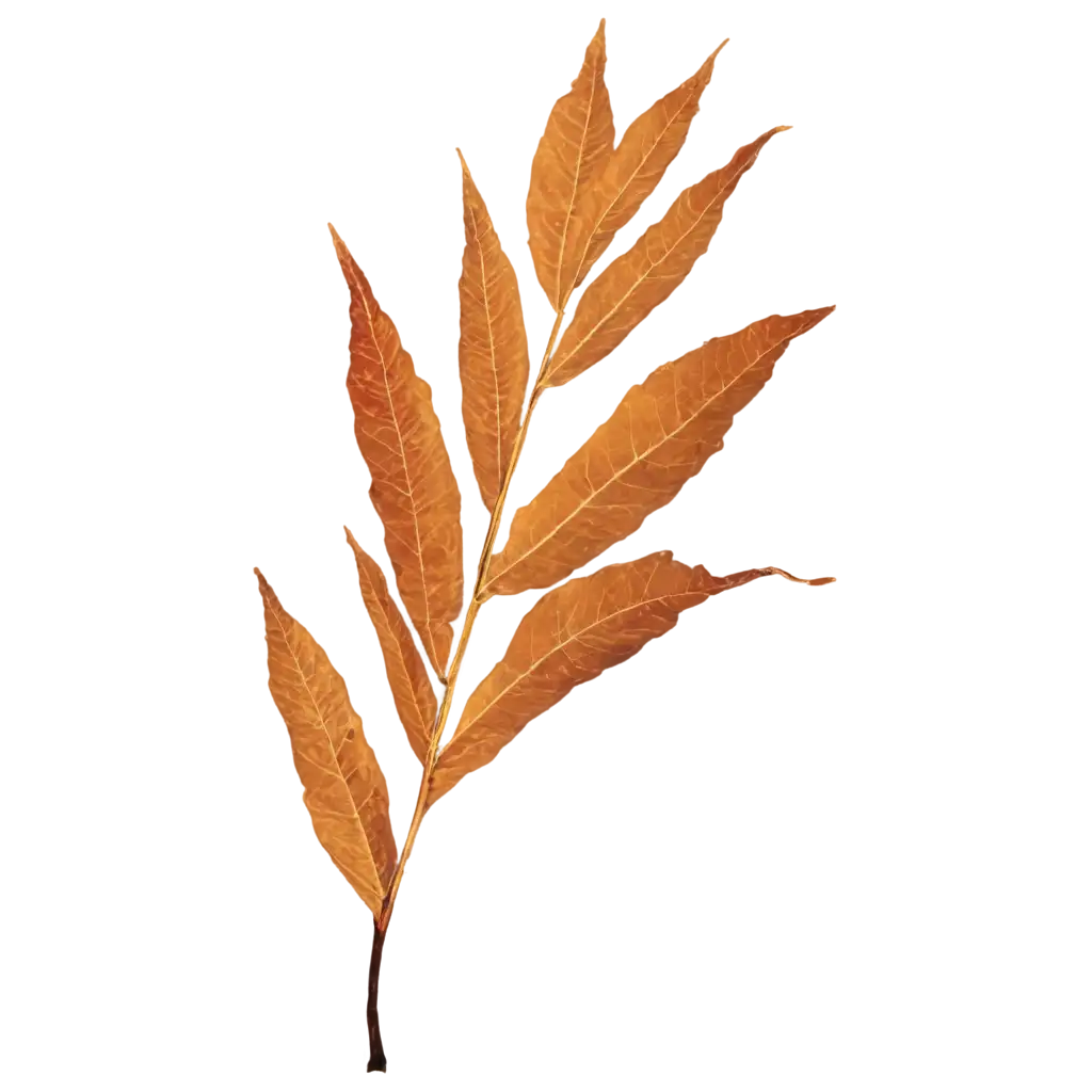 leaf autumn