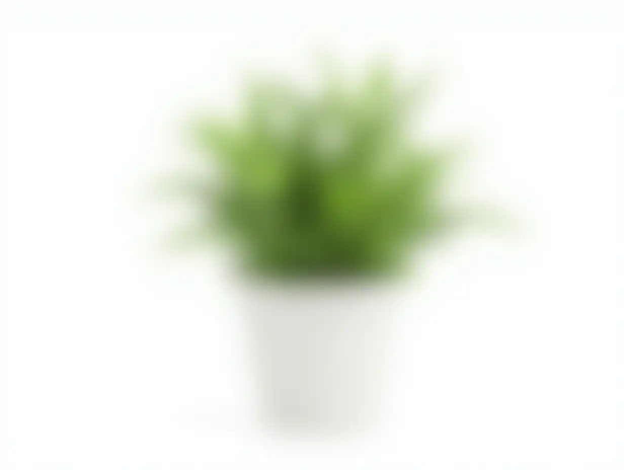 Green Plant in White Pot Isolated On White Background