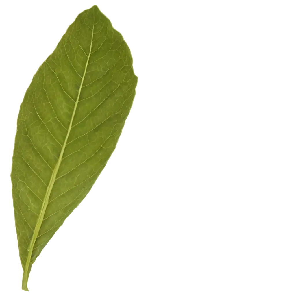 leaf