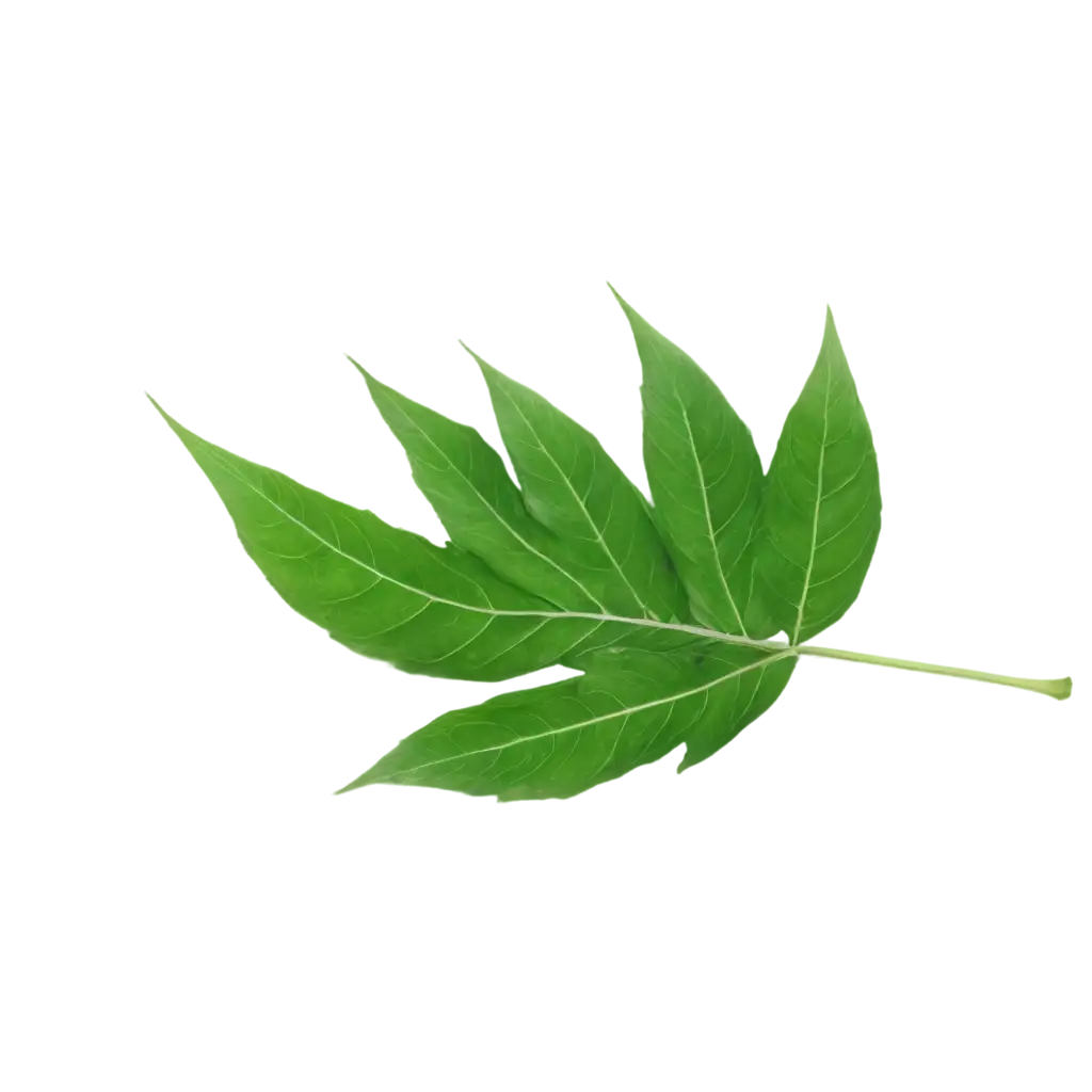 Crush-Salam-Leaf-PNG-HighQuality-Transparent-Image-for-Digital-Projects