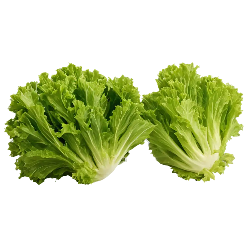 Satu Frisee lettuce