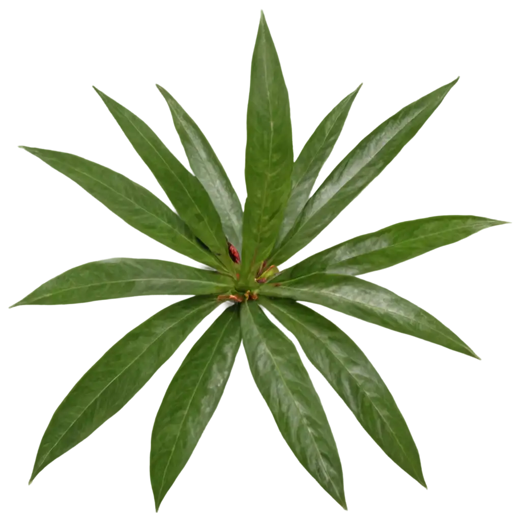 Top-View-PNG-of-Eugenia-Mattosii-Plant-Enhance-Your-Botanical-Collection