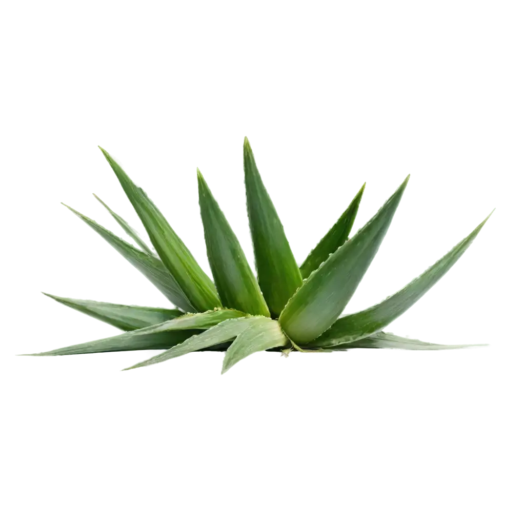 PNG-Image-of-a-Large-Aloe-Vera-Plant-in-a-Pot-HighQuality-and-Detailed-Visual-Representation